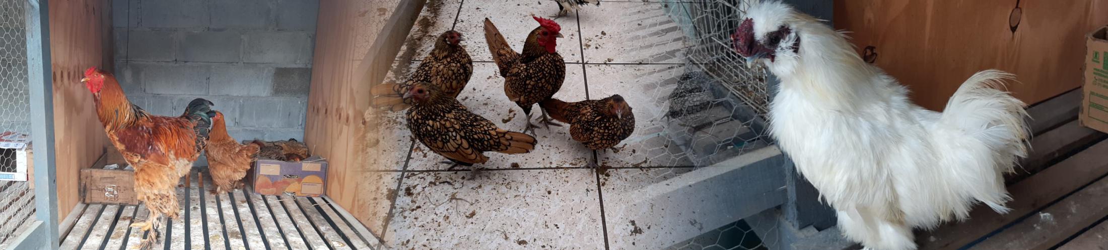 Galinha Sedosa Criatório de Aves Mais Uma
